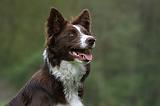 BORDER COLLIE 987